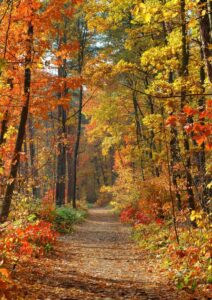 Tout doux liste, 25 choses incontournables à faire en automne, nature, vivre ma vraie nature, transition de vie, ikigaï, vivre au rythme des saisons